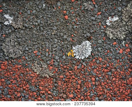 The Lichen Which Grows On A Roof Creates Bright And Unique Abstarktny Patterns