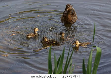 A Female Duck With Its Ducklings Which Swim Quietly Some Behind The Others. They Are In The Pond Of 