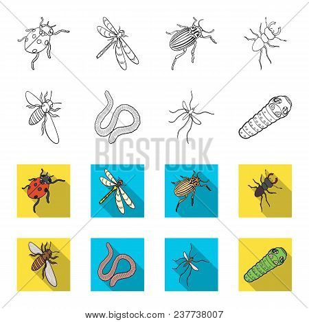 Arthropods Insect Mosquito, Bee.earth Worm, Caterpillar, Vermicular Set Collection Icons In Outline,