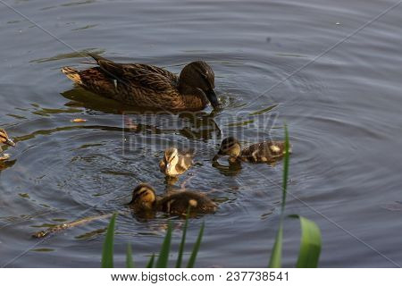 A Female Duck With Its Ducklings Which Swim Quietly Some Behind The Others. They Are In The Pond Of 