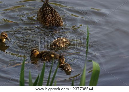 A Female Duck With Its Ducklings Which Swim Quietly Some Behind The Others. They Are In The Pond Of 