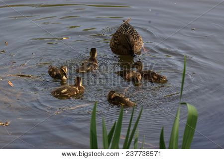 A Female Duck With Its Ducklings Which Swim Quietly Some Behind The Others. They Are In The Pond Of 