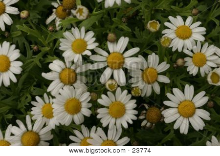 Daisys
