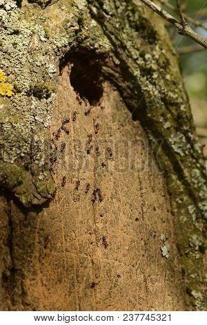 Group Of Ants Constructing Their Nest In The Tree. Good Teamwork.