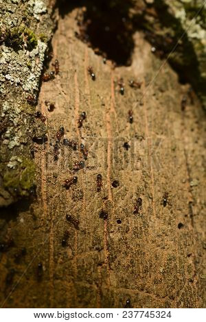 Group Of Ants Constructing Their Nest In The Tree. Good Teamwork.