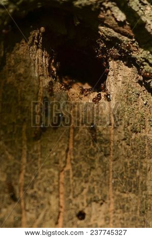 Group Of Ants Constructing Their Nest In The Tree. Good Teamwork.