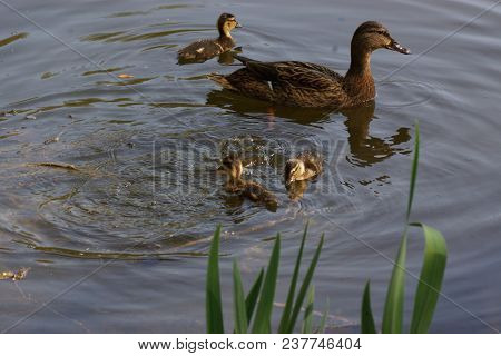 A Female Duck With Its Ducklings Which Swim Quietly Some Behind The Others. They Are In The Pond Of 