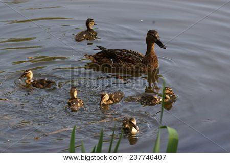 A Female Duck With Its Ducklings Which Swim Quietly Some Behind The Others. They Are In The Pond Of 