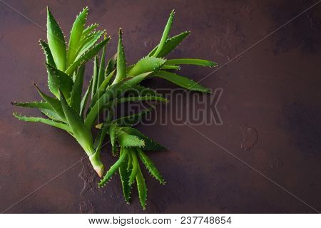 aloe vera on dark background - alternative medicine