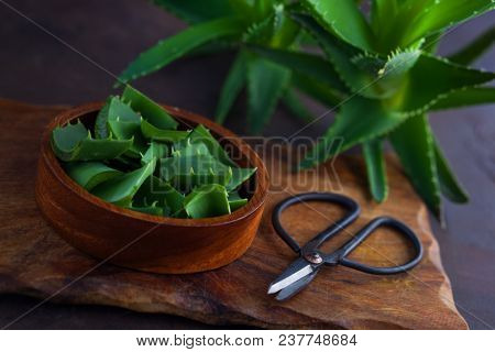 aloe vera on dark background - alternative medicine
