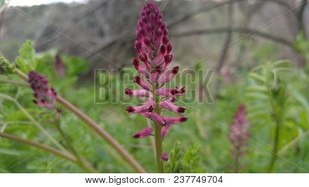 Orobanche Purple Flower, Parasitic Orobancaceae Plants Surrounded By Green
