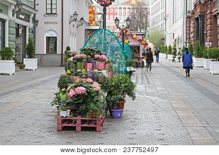 Moscow, Russia - April 28, 2016: Flower Decoration In Stoleshnikov Lane For Street Festival 