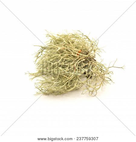 Fruticose Lichen Isolated On A White Background