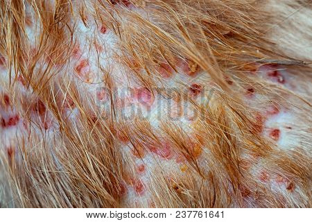 Closeup The Disease On Cat Skin, Dermatitis In Dog, Skin Laminate And Dog Hair Fallen