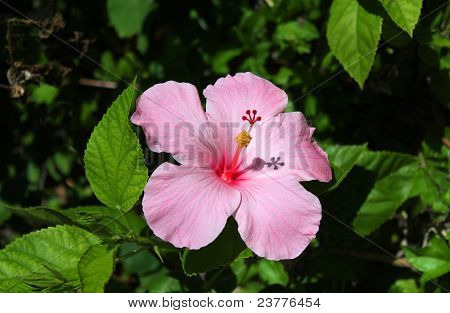 Tropikal pembe Hibiscus çiçek