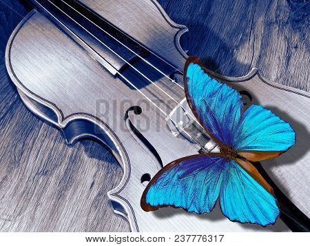 Beautiful Blue Butterfly Morfa Sitting On A Violin Close-up
