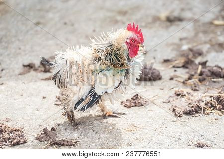 Scrawny Little Chicken Walking Through Farmyard Manure