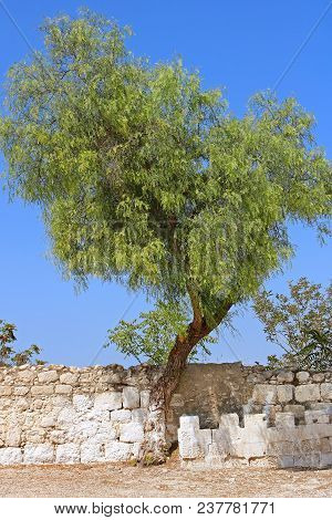 Tree Near Fence At Bet Jimal (jamal) Catholic Monastery, Israel