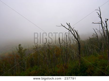 Niebla en la montaña