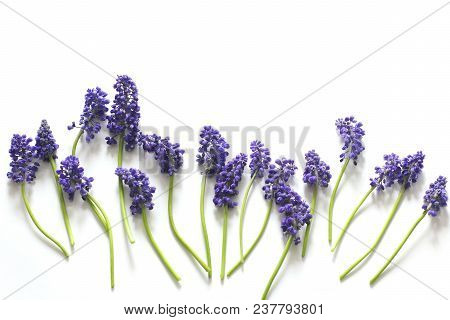 Blue Flowers On A White Background. Flat Lay, Top View, Concept Layout