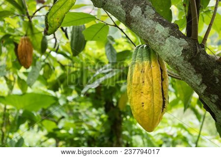 Cocoa unripe seed hanging on tree in Munduk forest, Bali, Indonesia
