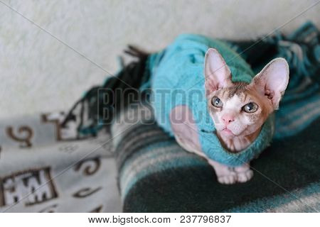A Cat Of A Canadian Gray Sphinx Wearing A Sweater, Sitting On A Blanket