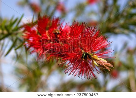 Red Flower Shrub Callistemon. Bee Looking For Sweet Nectar In The Flower Of Callistemon. The Inflore
