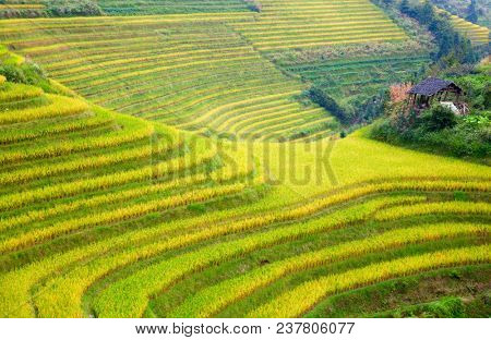 The Longsheng Rice Terraces(Dragon's Backbone) also known as Longji Rice Terraces are located in Longsheng County, about 100 kilometres (62 mi) from Guilin, Guangxi, China