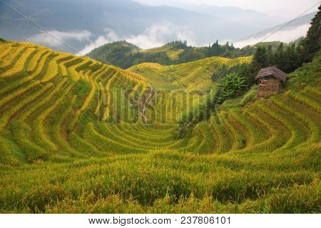 The Longsheng Rice Terraces(Dragon's Backbone) also known as Longji Rice Terraces are located in Longsheng County, about 100 kilometres (62 mi) from Guilin, Guangxi, China