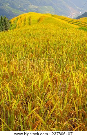 The Longsheng Rice Terraces(Dragon's Backbone) also known as Longji Rice Terraces are located in Longsheng County, about 100 kilometres (62 mi) from Guilin, Guangxi, China