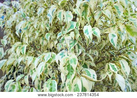 Bougainvillea Leaves As A Background. Nature Wallpaper Concept.(paper Flower, Kertas), Abstract Bran