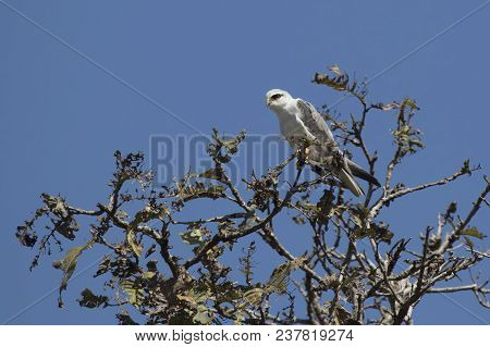 Black-winged Kite Sitting On Top Of A Tree With A Sunny Hot Day
