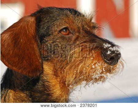 Dachshund Harrired หยาบ