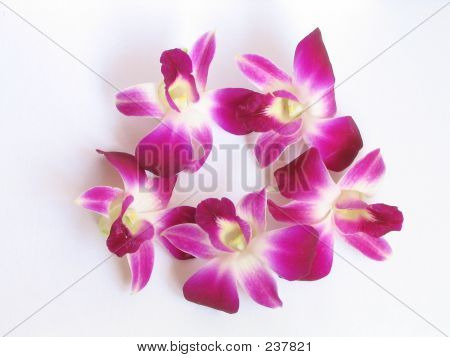 중국 남부에 있는 난초 성장