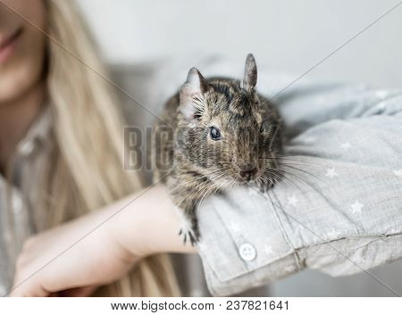 Young Girl Playing With Small Animal Common Degu Squirrel Indoor. Close-up Portrait Of The Cute Pet