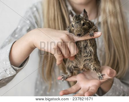 Young Girl Teenager Playing With Small Animal Common Degu Squirrel. Close-up Portrait Of The Cute Pe