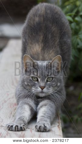 Gatto grigio che si estende
