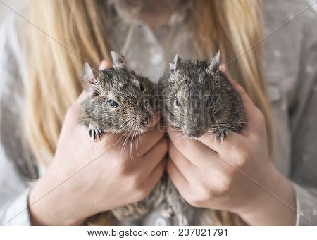 Young Girl Teen Holding Two Small Animals Common Degu Squirrels In Hands. Close-up Portrait Of The C