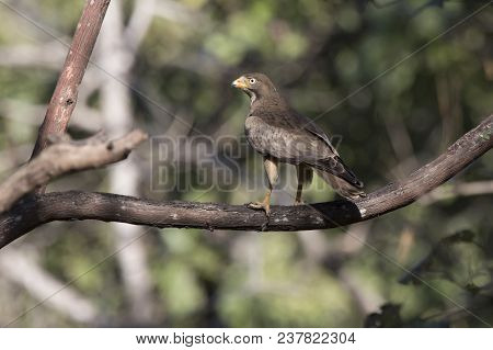 White-eyed Buzzard Who Sits On A Branch In The Tree Crown In The Forest On A Sunny Afternoon
