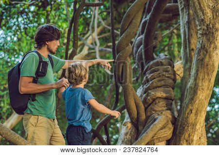 Father And Son Watching Tropical Lianas In Wet Tropical Forests.