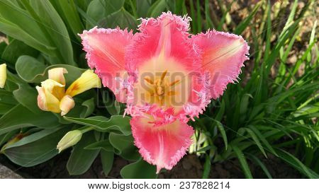 Pink Tulip In A Flower Garden On A Sunny Spring Day.