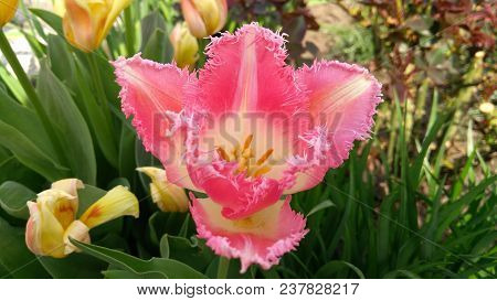 Pink Tulip In A Flower Garden On A Sunny Spring Day.