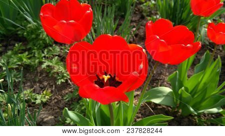 Red Tulip On A Flower Garden In A Sunny Spring Day.