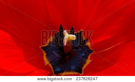 Red Tulip On A Flower Garden In A Sunny Spring Day.