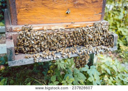 Swarm of bees hanging from a beehouse