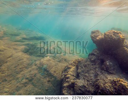Underwater Landscape Background With Corals And Fish.