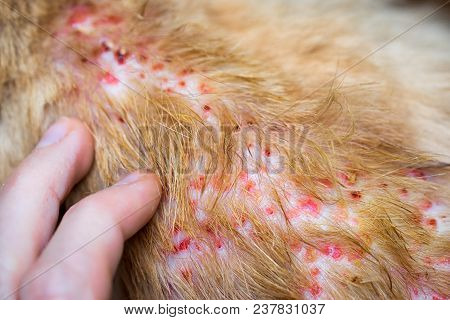 Fingers Pointing On The Disease On Cat Skin, Dermatitis In Dog, Skin Laminate And Dog Hair Fallen