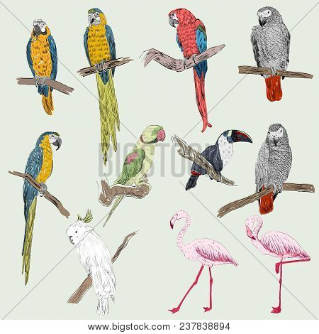 Vector Sketch Of A Parrots And Flamingos. Hand Drawn Set.