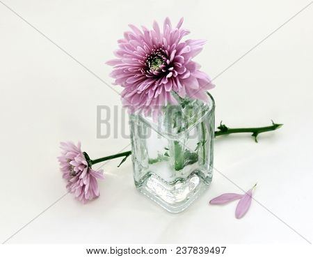 Still Life With Beautiful Chrysanthemum Flowers In The Small Vintage Glass Botlle Against A High Key