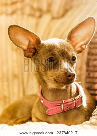 Little Pinscher Ratter Prazsky Krysarik Purebreed Small Dog Sitting Relaxing And Chilling On Sofa Co